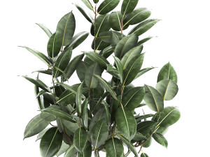 ficus tree in a pot for the interior 851 Modello 3D