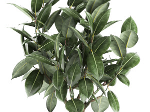 ficus tree in a pot for the interior 851 Modello 3D