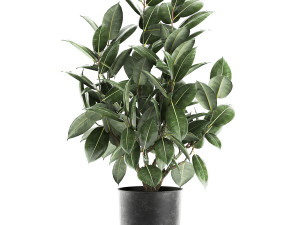 ficus tree in a pot for the interior 851 Modello 3D