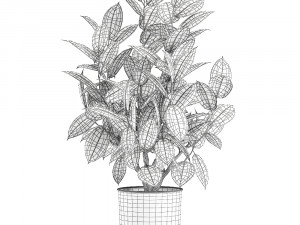 ficus tree in a pot for the interior 851 Modello 3D