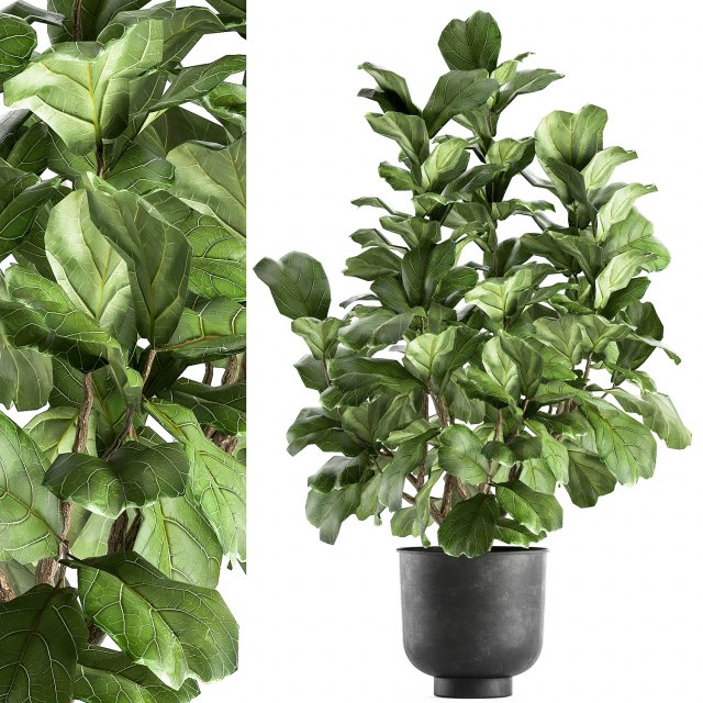ficus lyrata in a pot for the interior 853 Model 3D .c4d .max .obj .3ds .fbx .stl .blend 
