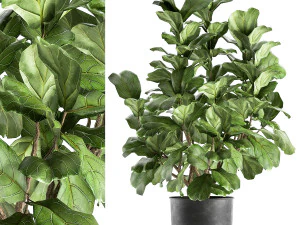 Ficus lyrata im Topf für den Innenbereich 853 3D Modell