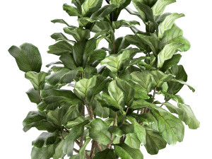 ficus lyrata in a pot for the interior 853 Model 3D