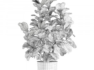 ficus lyrata in a pot for the interior 853 Model 3D