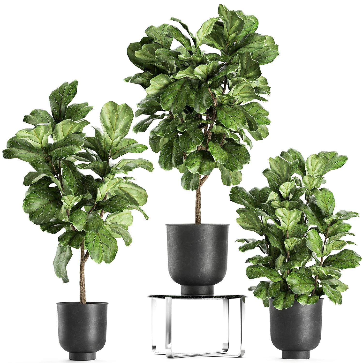 ficus lyrata trees in a pot for the interior 854 3D Model .c4d .max .obj .3ds .fbx .stl .blend 