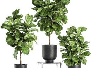 ficus lyrata trees in a pot for the interior 854 3D Model