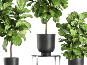 ficus lyrata trees in a pot for the interior 854 Model 3D