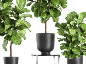 ficus lyrata trees in a pot for the interior 854 3D Model