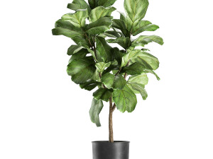 ficus lyrata trees in a pot for the interior 854 Model 3D
