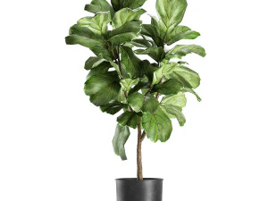 ficus lyrata trees in a pot for the interior 854 3D Model