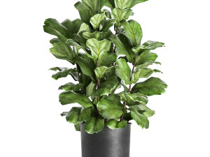 ficus lyrata trees in a pot for the interior 854 Model 3D