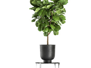 ficus lyrata trees in a pot for the interior 854 Model 3D