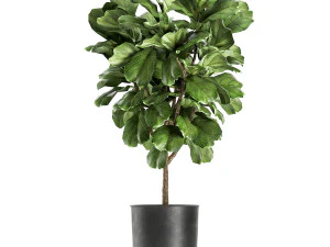 ficus lyrata trees in a pot for the interior 854 3D Model