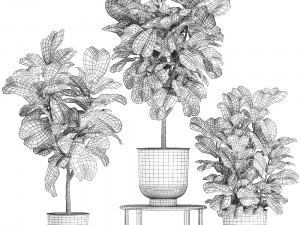 ficus lyrata trees in a pot for the interior 854 Model 3D