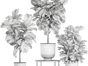 ficus lyrata trees in a pot for the interior 854 3D Model