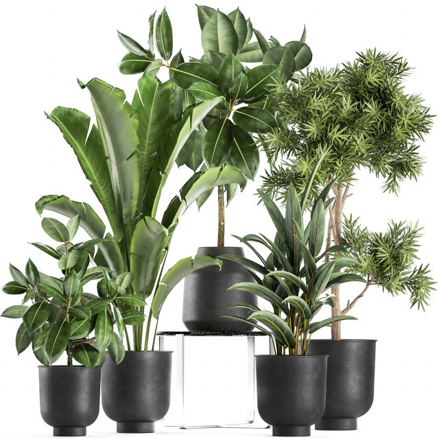 houseplants in a pot for the interior 855 3D Model .c4d .max .obj .3ds .fbx .stl .blend 