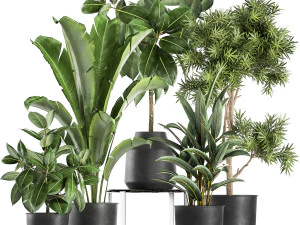 rośliny doniczkowe w doniczce do wnętrz 855 Model 3D