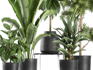 houseplants in a pot for the interior 855 3D Model