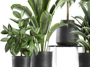 houseplants in a pot for the interior 855 3D Model