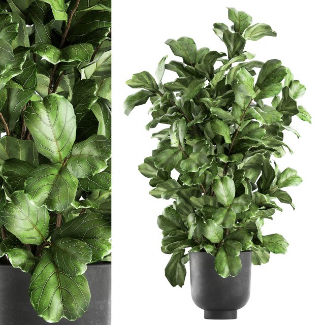 ficus lyrata trees in a pot for the interior 856 3D मॉडल .c4d .max .obj .3ds .fbx .stl .blend 