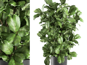 ficus lyrata trees in a pot for the interior 856 Model 3D