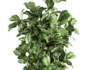 ficus lyrata trees in a pot for the interior 856 3D मॉडल