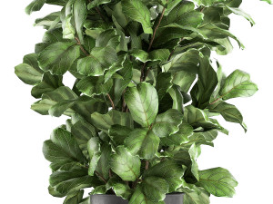 ficus lyrata trees in a pot for the interior 856 3D मॉडल