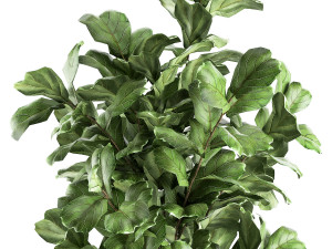ficus lyrata trees in a pot for the interior 856 3D मॉडल