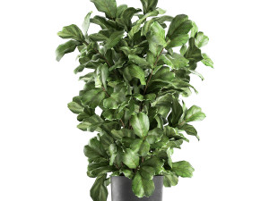 ficus lyrata trees in a pot for the interior 856 3D मॉडल