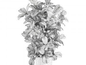 ficus lyrata trees in a pot for the interior 856 3D मॉडल