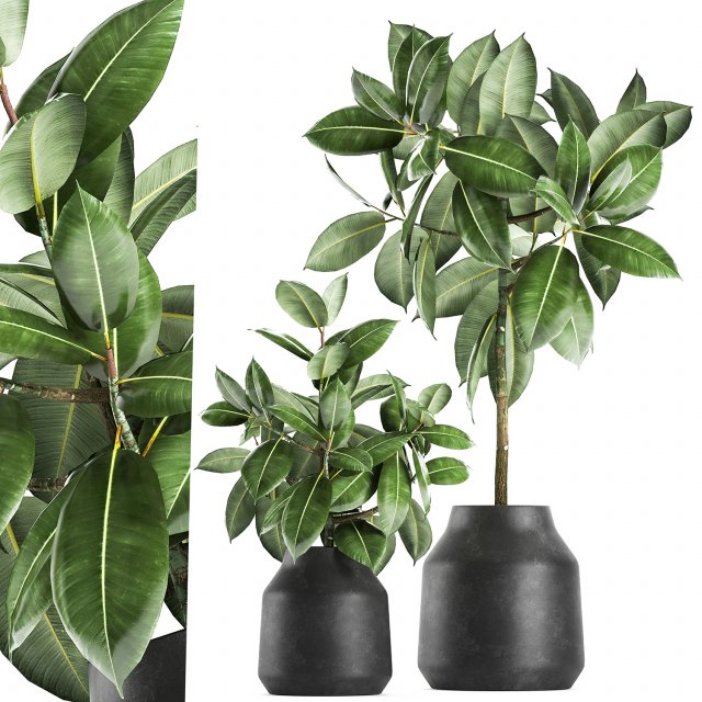 ficus tree in a pot for the interior 857 3D 모델 .c4d .max .obj .3ds .fbx .stl .blend 