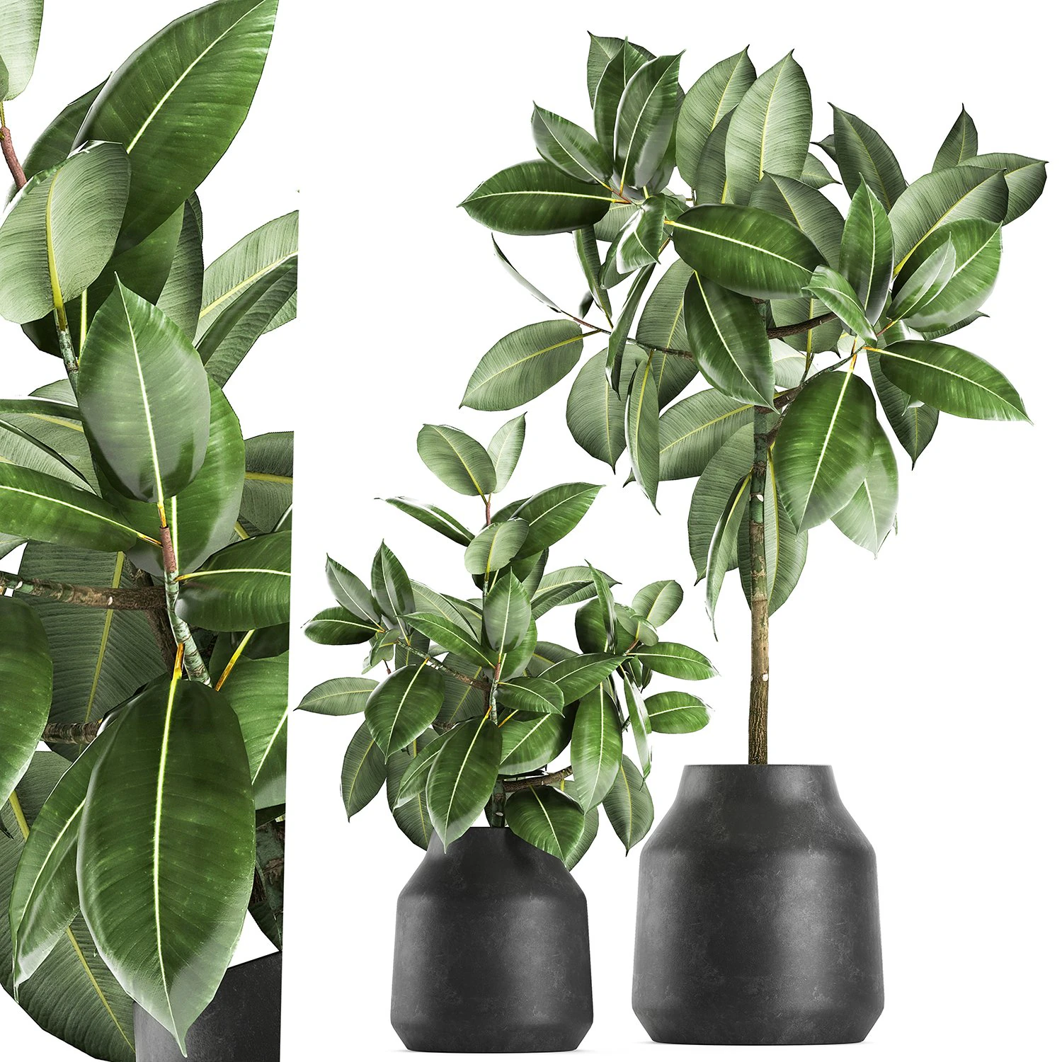 ficus tree in a pot for the interior 857 3D Model .c4d .max .obj .3ds .fbx .stl .blend 