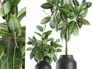 ficus tree in a pot for the interior 857 3D Model