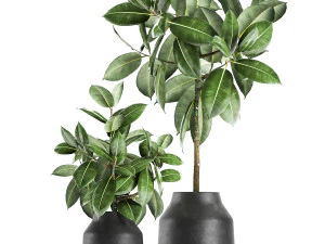 ficus tree in a pot for the interior 857 3D Model