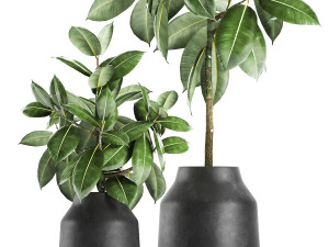ficus tree in a pot for the interior 857 3D 모델