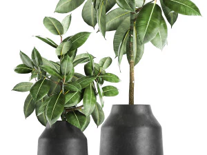 ficus tree in a pot for the interior 857 3D Model