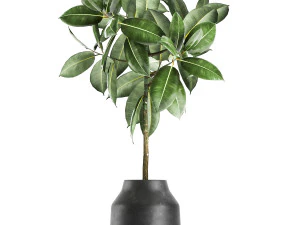 ficus tree in a pot for the interior 857 3D Model