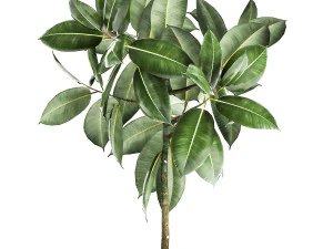 ficus tree in a pot for the interior 857 3D Model