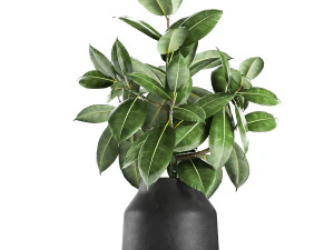 ficus tree in a pot for the interior 857 3D Model