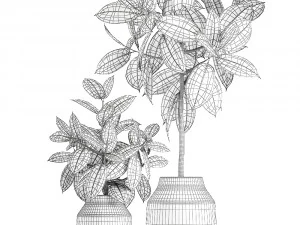ficus tree in a pot for the interior 857 3D Model