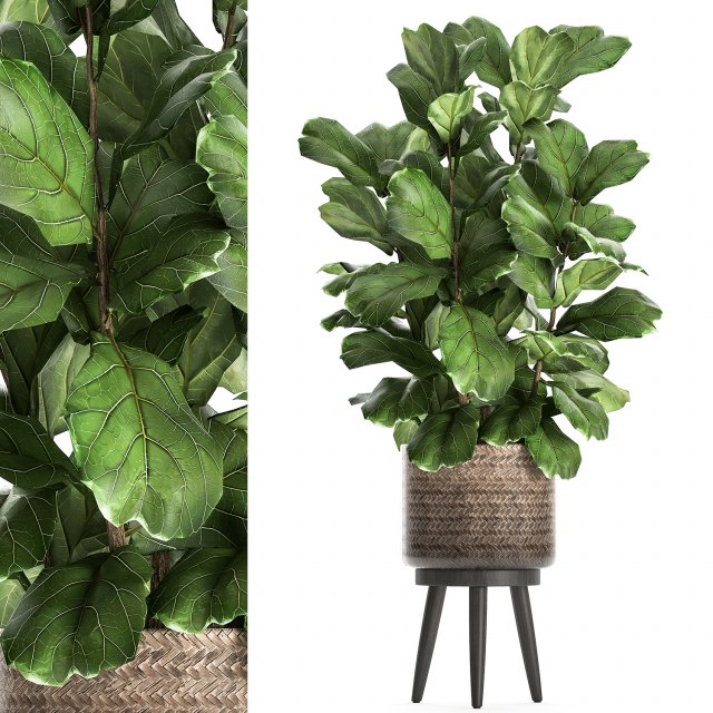ficus lyrata tree in rattan basket for the interior 859 Modèle 3D .c4d .max .obj .3ds .fbx .stl .blend
