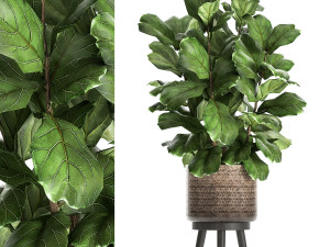 ficus lyrata tree in rattan basket for the interior 859 3D Model