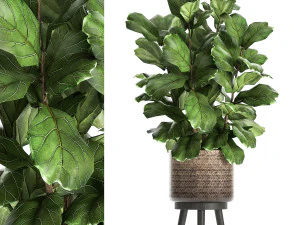 इंटीरियर के लिए रतन टोकरी में फ़िकस लिराटा पेड़ 859 3D मॉडल