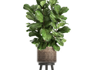 ficus lyrata tree in rattan basket for the interior 859 Modèle 3D