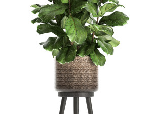 ficus lyrata tree in rattan basket for the interior 859 Modèle 3D