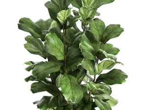 ficus lyrata tree in rattan basket for the interior 859 Modèle 3D