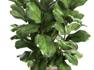 ficus lyrata tree in rattan basket for the interior 859 Modèle 3D