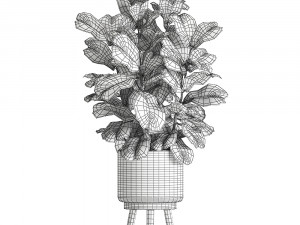 ficus lyrata tree in rattan basket for the interior 859 Modèle 3D