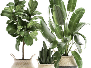 plants tree in rattan basket for the interior 860 3D Model