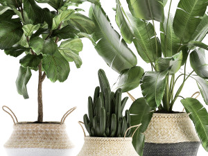 plants tree in rattan basket for the interior 860 Modelo 3D